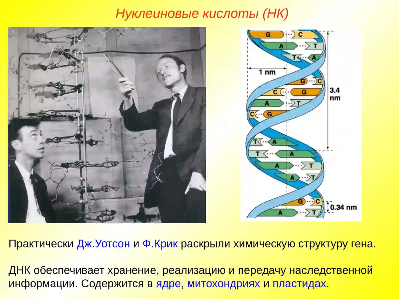 Нуклеиновые кислоты. ДНК 4