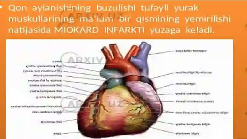 Yurak faoliyatini boshqarilishini oʻziga xosligi 4