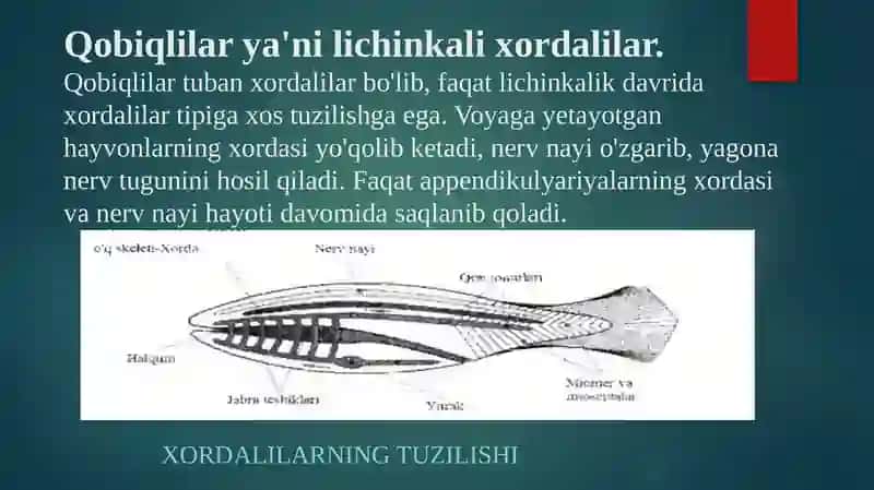 Xordalilar tipi baliqlar amfibiyalarning tuzilishi va o’xshash belgilar. 4