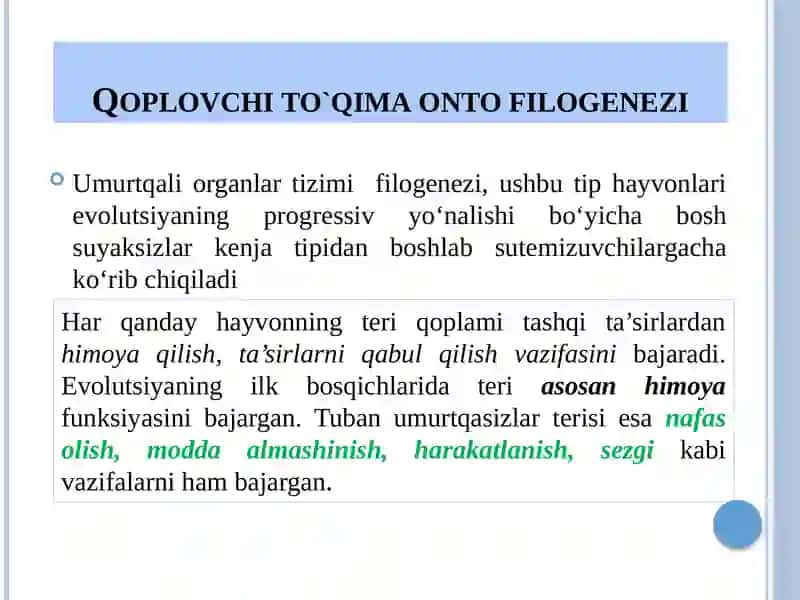 Umurtqalilardaa'zolarvaa'zolartizimiontofilogenezi 4