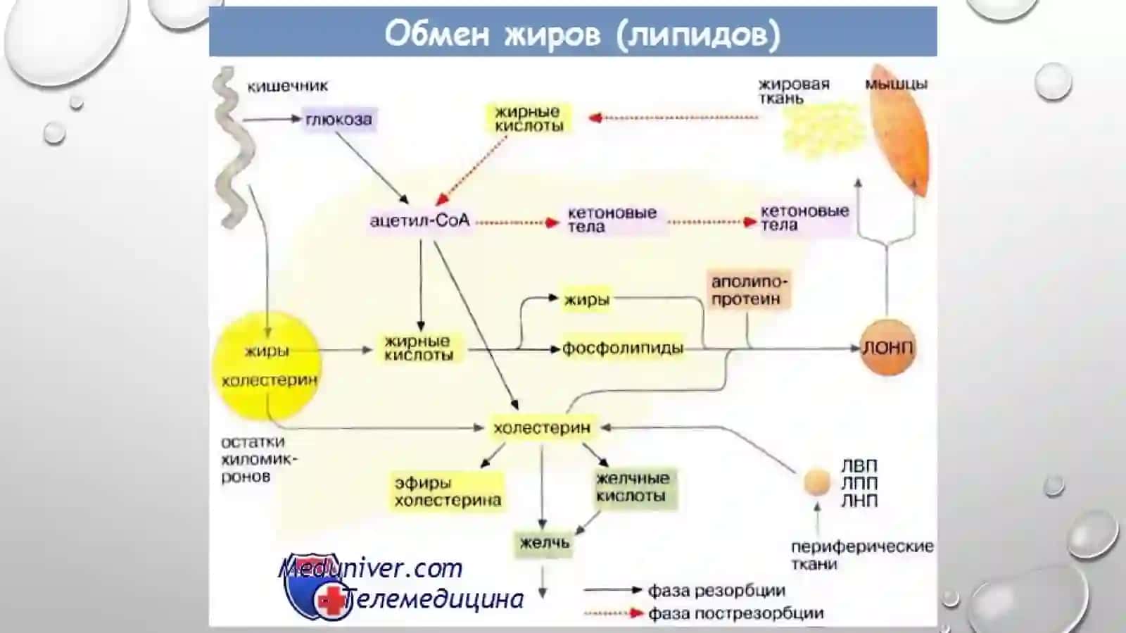Lipidlar HaqidaReja:1.Lipidlarning Peroksidlanishi2.Hujayraning shikastlanishi3.Katagenezdagi Ahamiyati 4