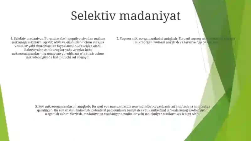 Pichan Basillasining Elektiv Kulturasini Tayyorlash Usuli 4