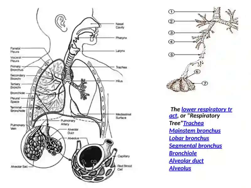 Respiratory system 4