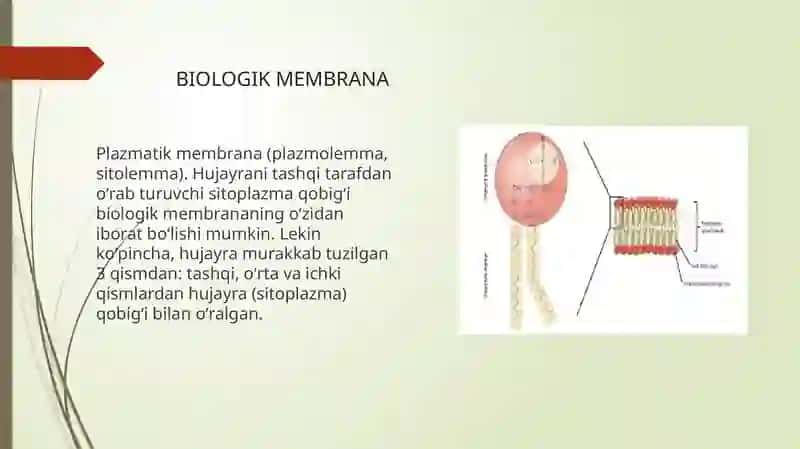 BIOLOGIK MEMBRANANALARDAGI FIZIK JARAYONLAR 4