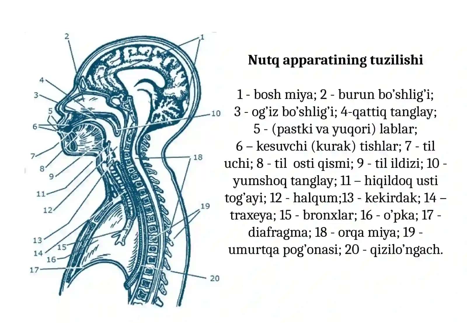 Nutq apparati organlarining tuzilishi va funksiyalari 4