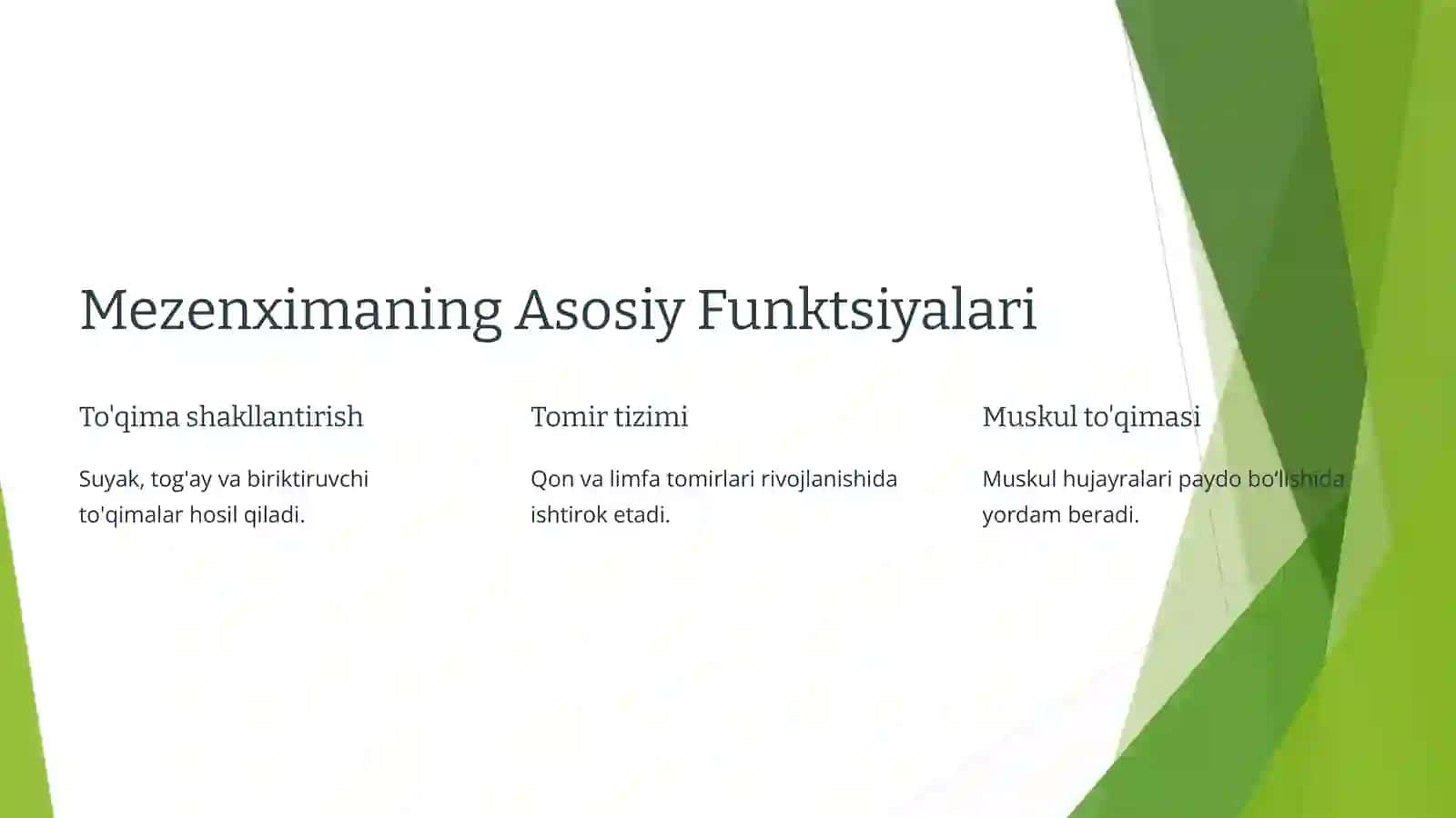 Mezenximaning tuzilishi va ahamiyati 4