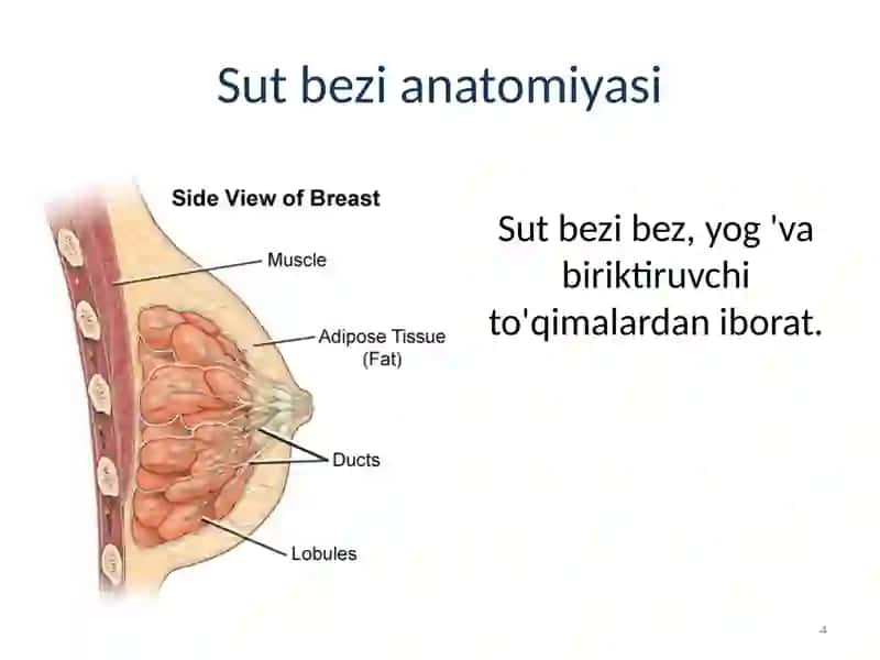 Ko'krak bezisaratoni 4