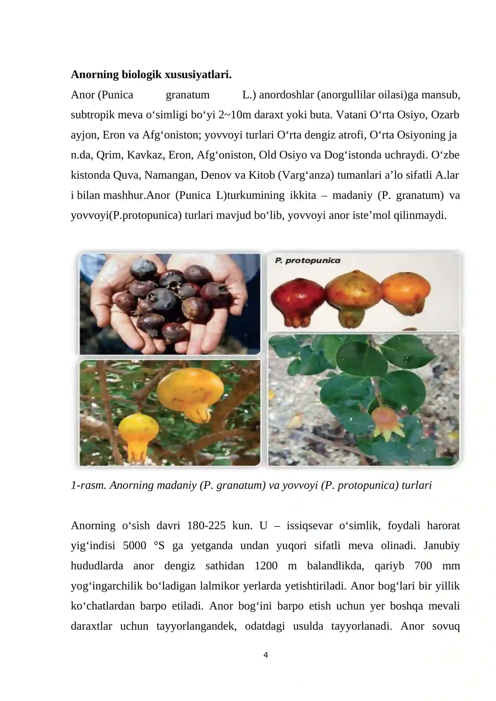 Anor (Punica granatum) o’simligining biologiyasi va ko’chatchiligi 4
