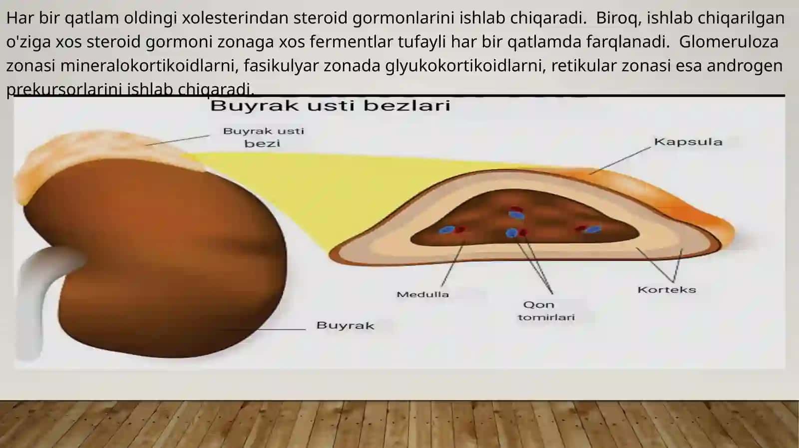 me’da Osti va buyrak usti bezi fiziologiyasi. Insulin va glyukagon Effektlari 4