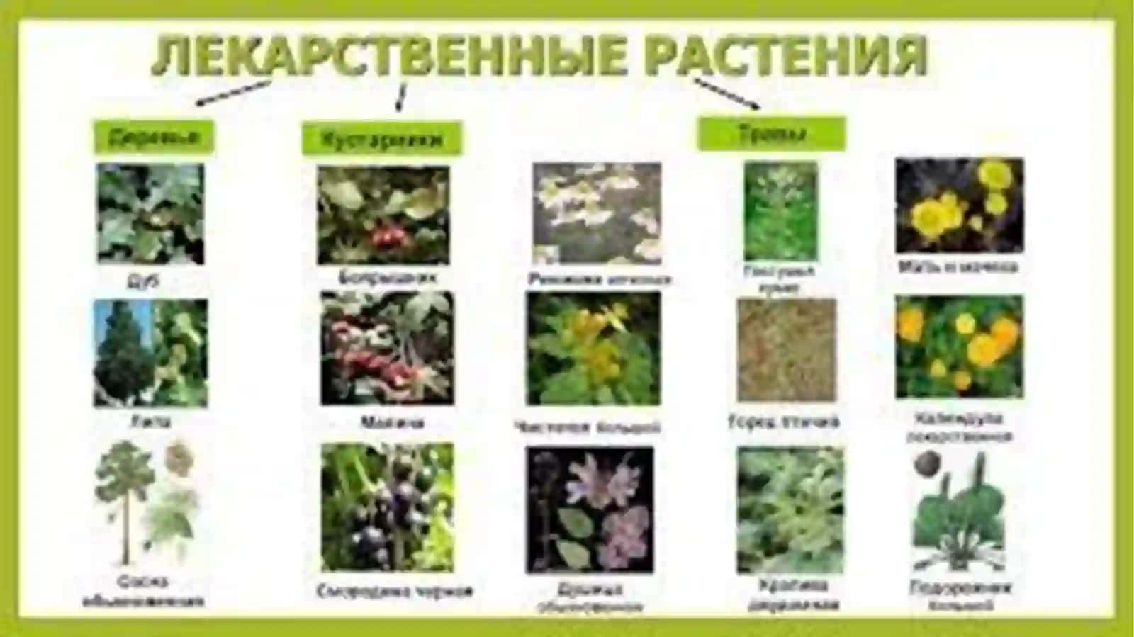 Халқ табобати ва расмий тиббиётнинг тарихи ва доривор ўсимликларнинг ўрни 4