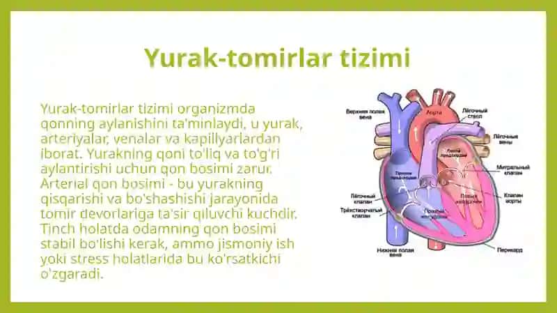 Yurak-tomirlar tizimining funksional ko'rsatkichlari tinch xolatda va jismoniy ishdan keyin odamdagi arterial qon bosimini Korotkov usulida o'lchash 4