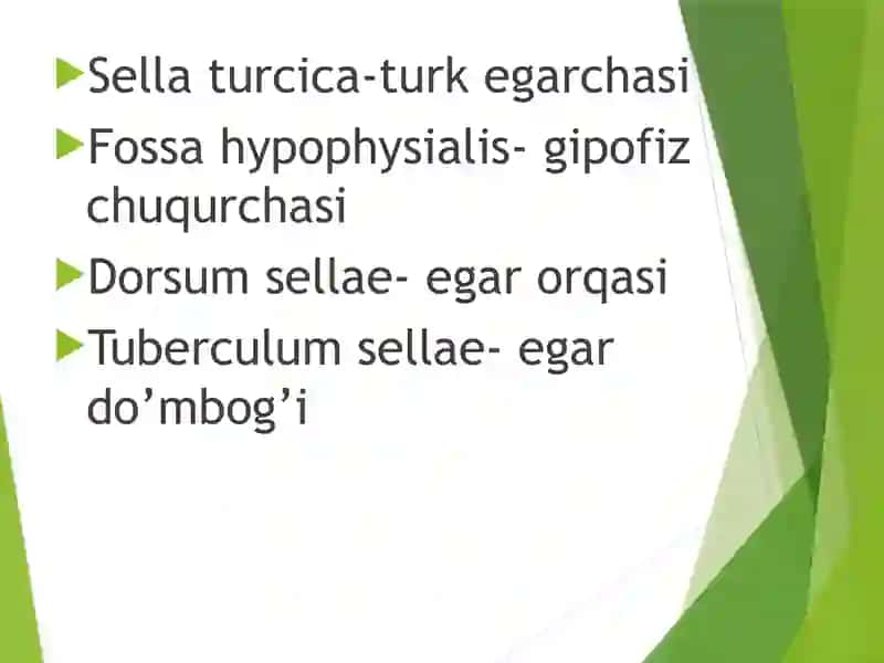 Ponasimon suyak- Os sphenoidale G’alvirsimon suyak- Os ethmoidale Chakka suyagi- Os temporale 4