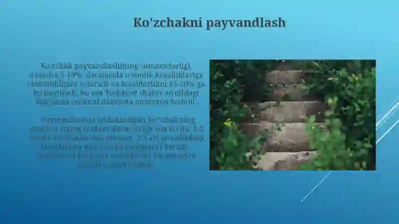 Oʻzimliklarning vegitativ koʻpayish 4