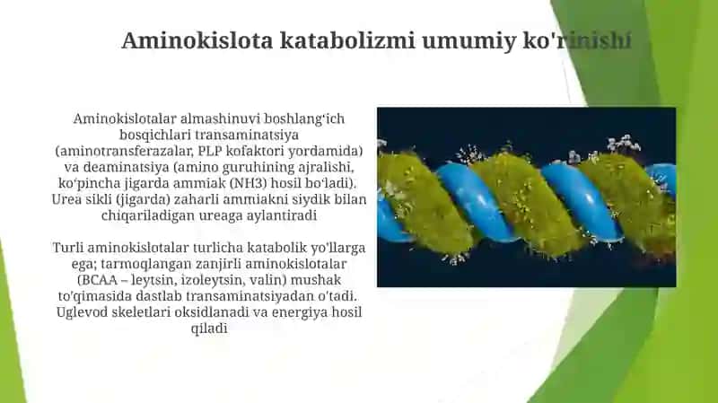 Aminokislotalar almashinuvining umumiy yóli 4
