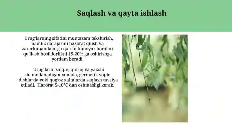Yalpiz (Glycyrrhiza Glabra) Urug'i Yetishtirish 4