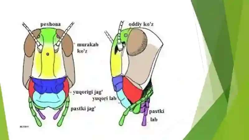 Hasharotlarning morfologiyasi va anatomiyasi 4