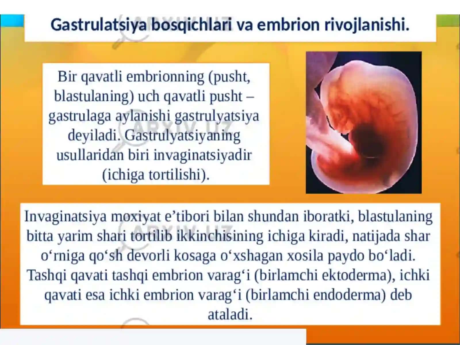 Odam embrionining rivojlanishi. Ontogenez nazariyasi 4