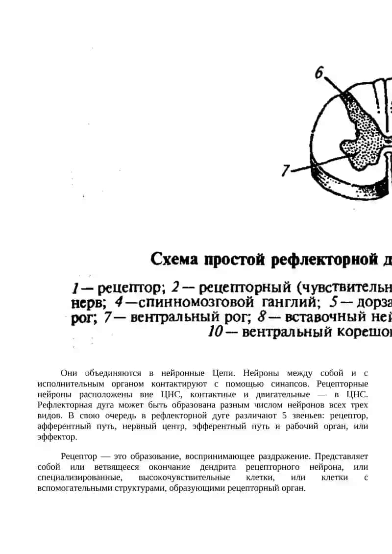 СТРОЕНИЕ И ФУНКЦИИ НЕРВНОЙ СИСТЕМЫ НЕРВНАЯ СИСТЕМА И ЕГО ГИГИЕГА 4