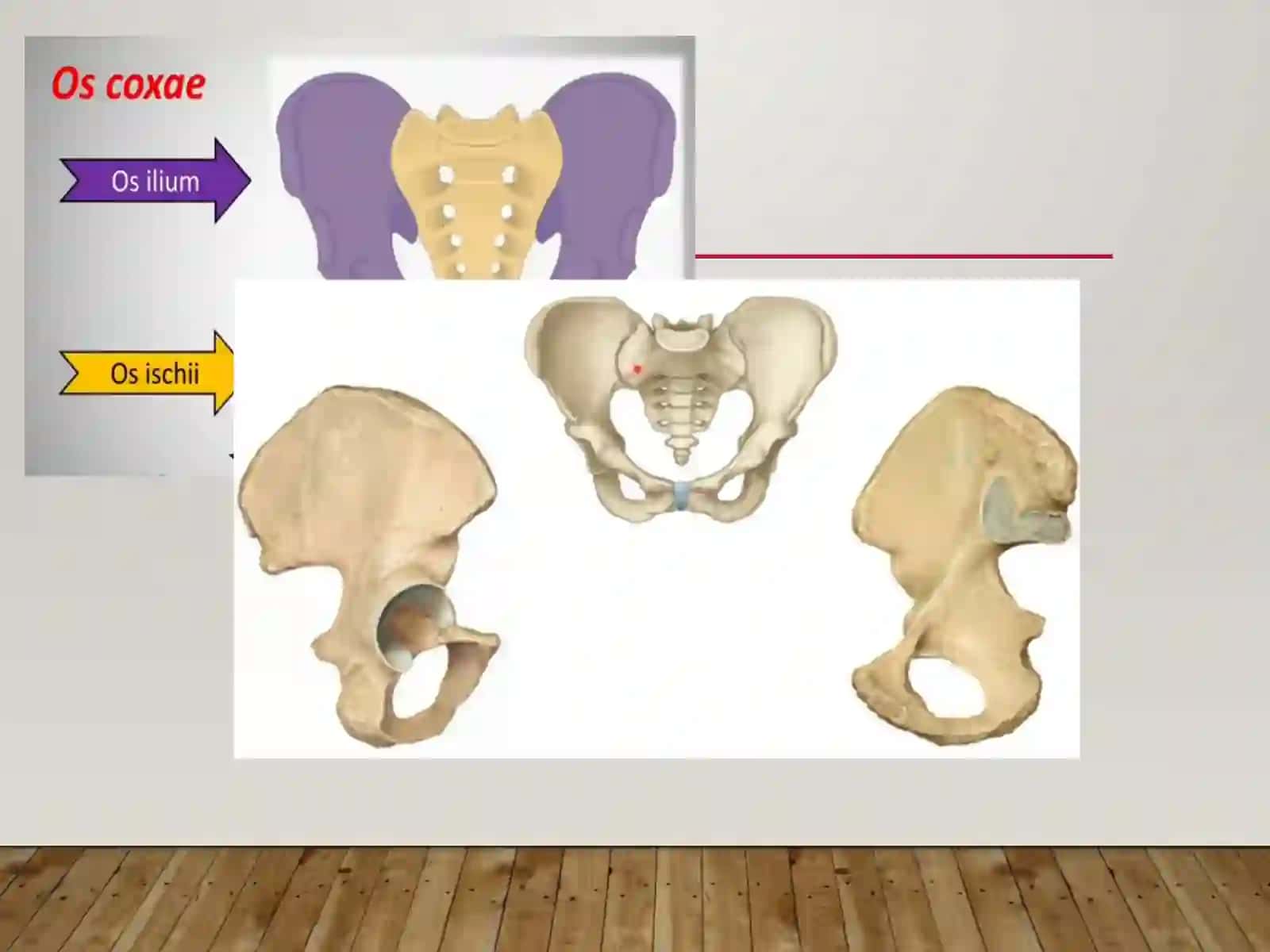 Osteologiya. Oyoq suyaklarining tuzilishi 4