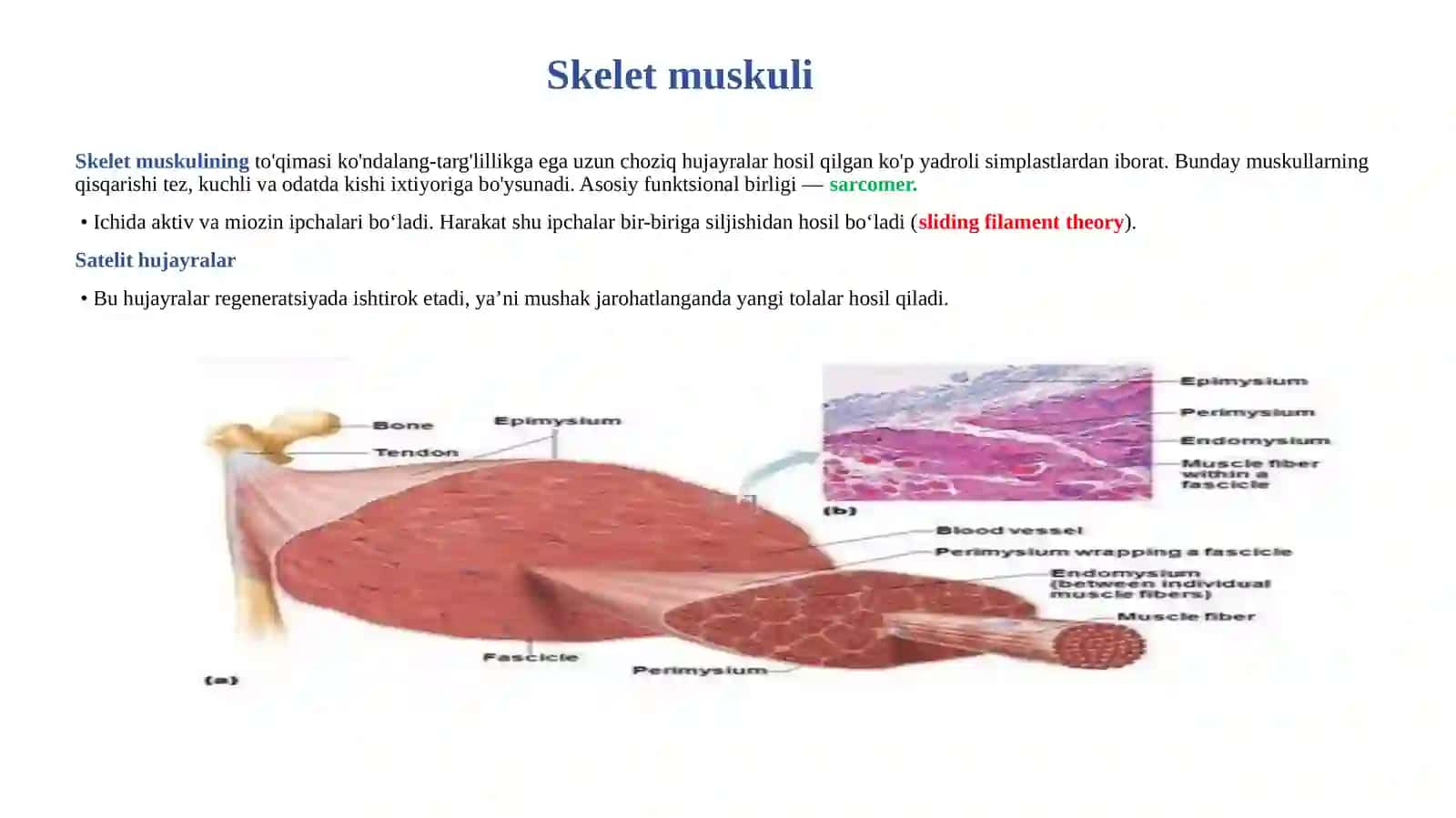 Mushaklarning taraqqiyoti, regeneratsiyasi va strukturaviy butunligini saqlanishi 4
