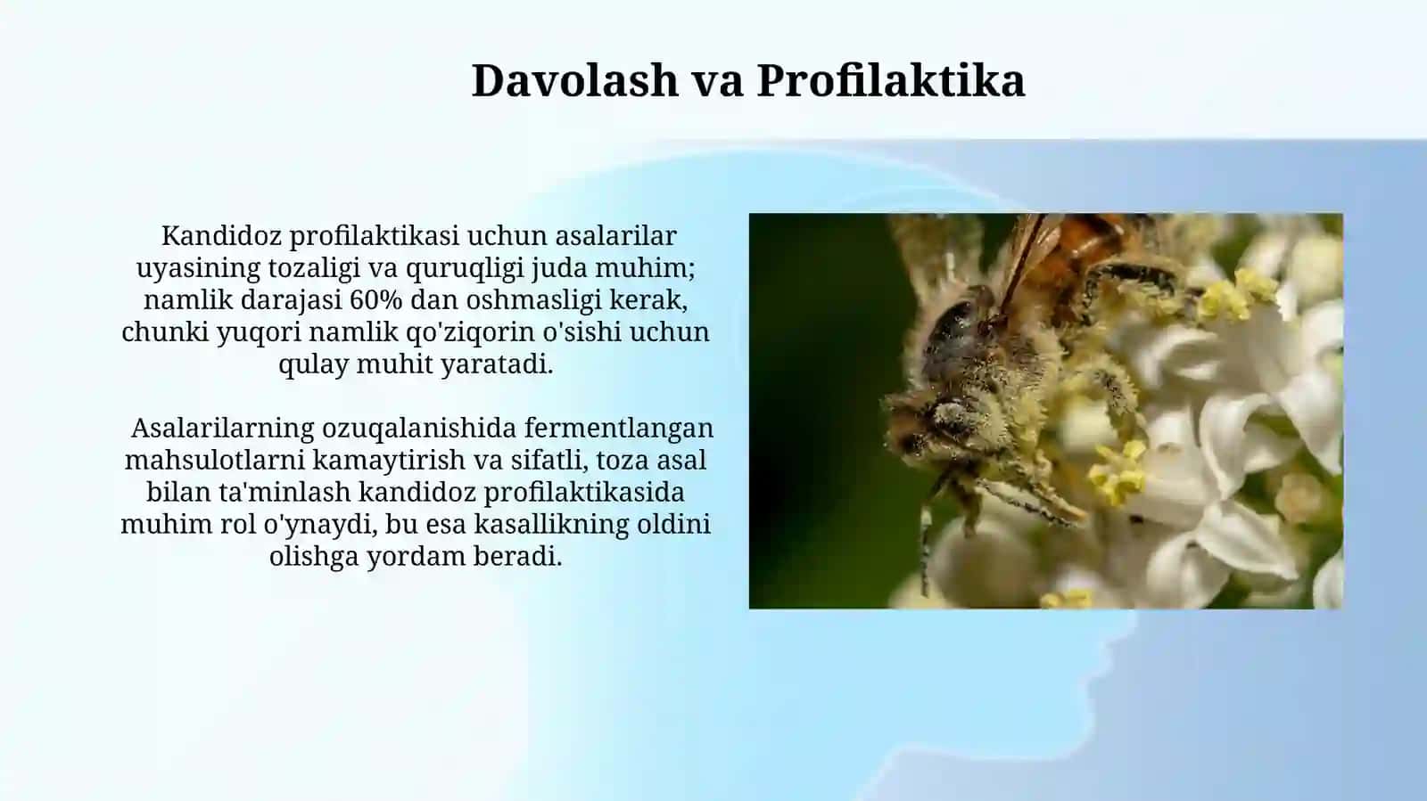 Asalarilarning kandidomikoz kasalligi 4