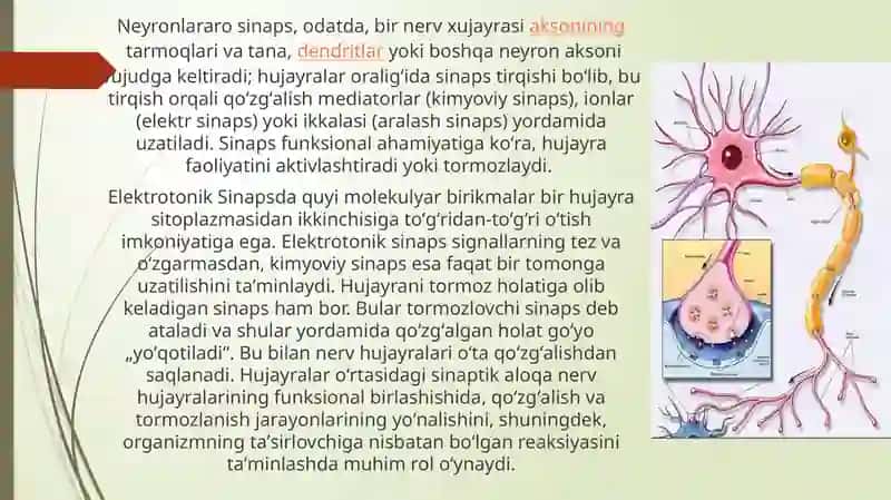 Sinapslarning turlimoddalargasezgirligi 4