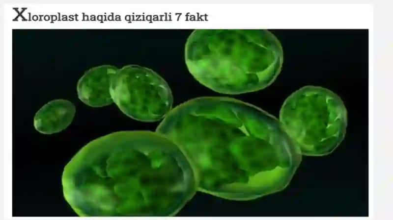 Yadro tuzilishi va Hujeyra bo`linishi 4