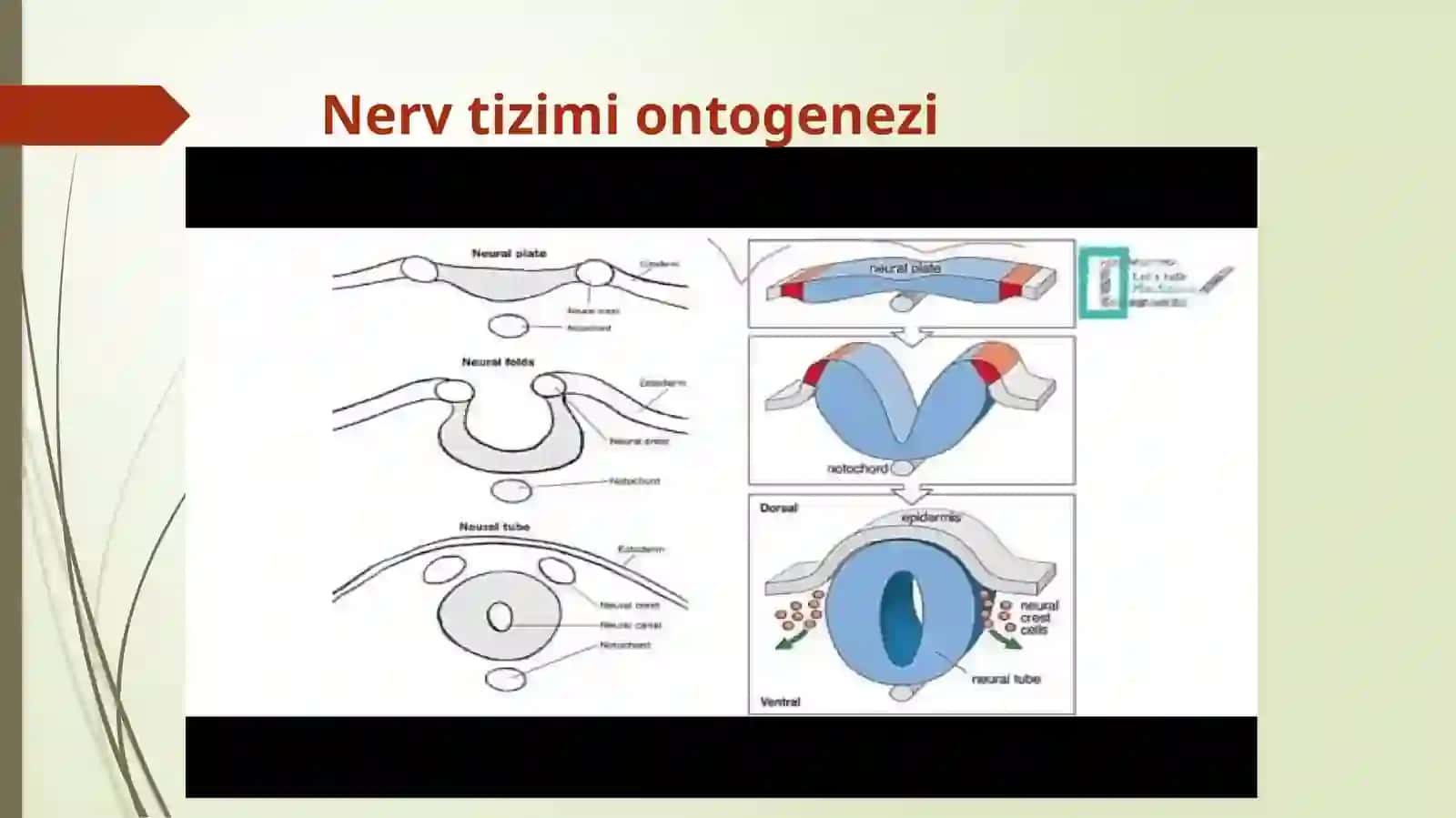 Nerv tizimining umumiy anatomiyasi, filo-ontogenezi. Orqa miyaning funksional va yoshga oid anatomiyasi. Rombsimon, o’rta, oraliq miyaning funksional va yoshga oid anatomiyasi 4