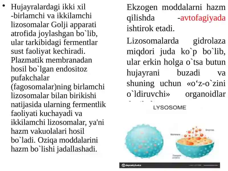 Lizosomalar va ulning tuzilishi 4