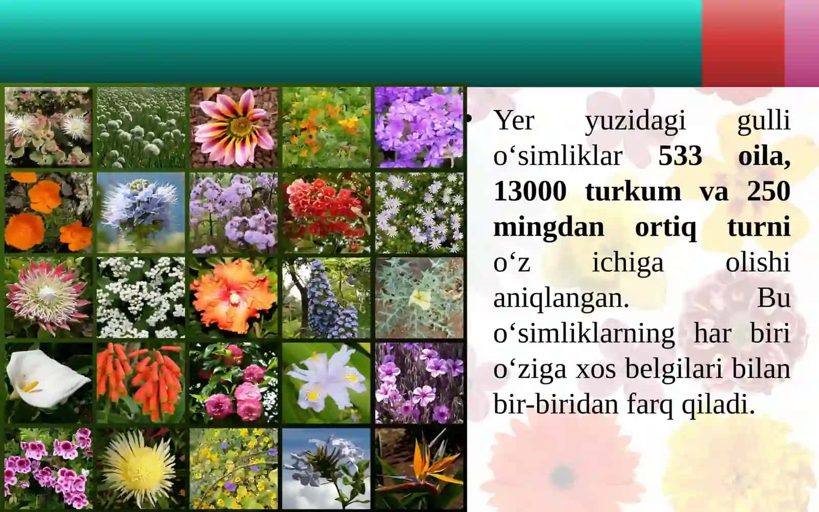 Gulli o'simliklarning xilma-xilligi 4