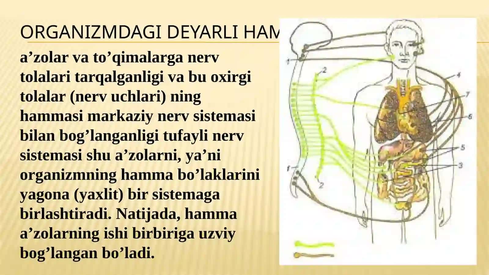 Asab tizimi-nevrologiya 4