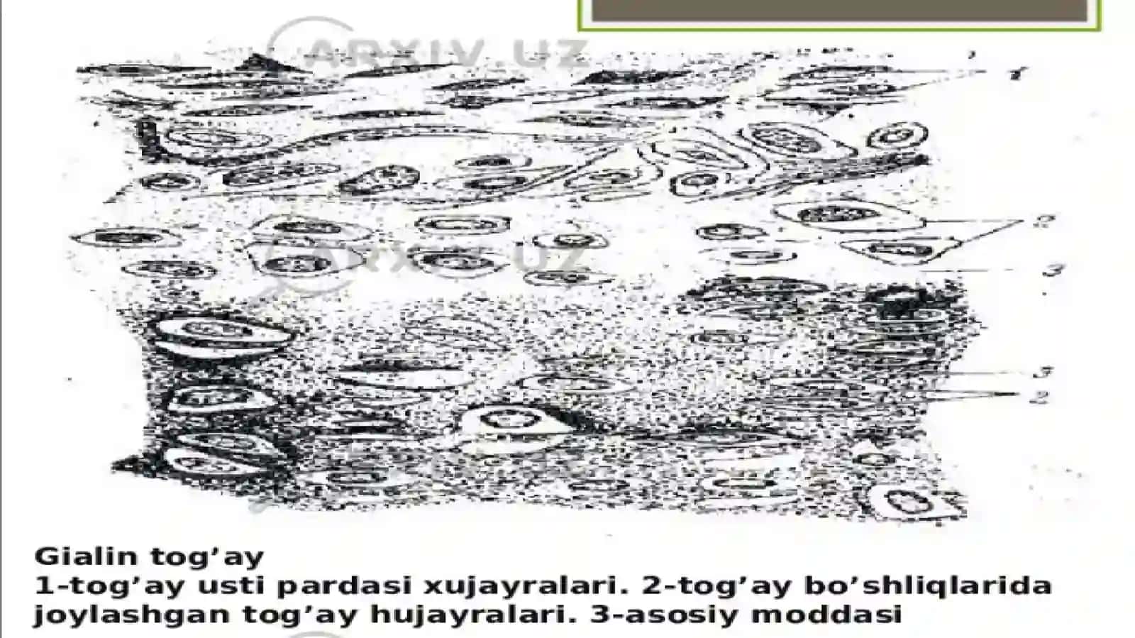 BIOLOGIK TO’QIMALAR VA QATTIQ JISMLARNING ZICHLIGINI ANIQLASH 4
