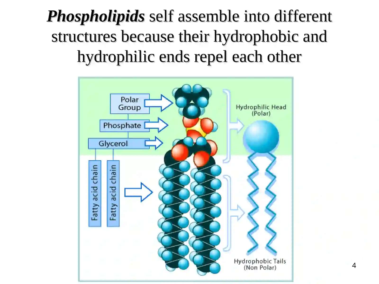 Membrane.Mechanism of transport charge and non charge partial throw membrane structure of cell 4