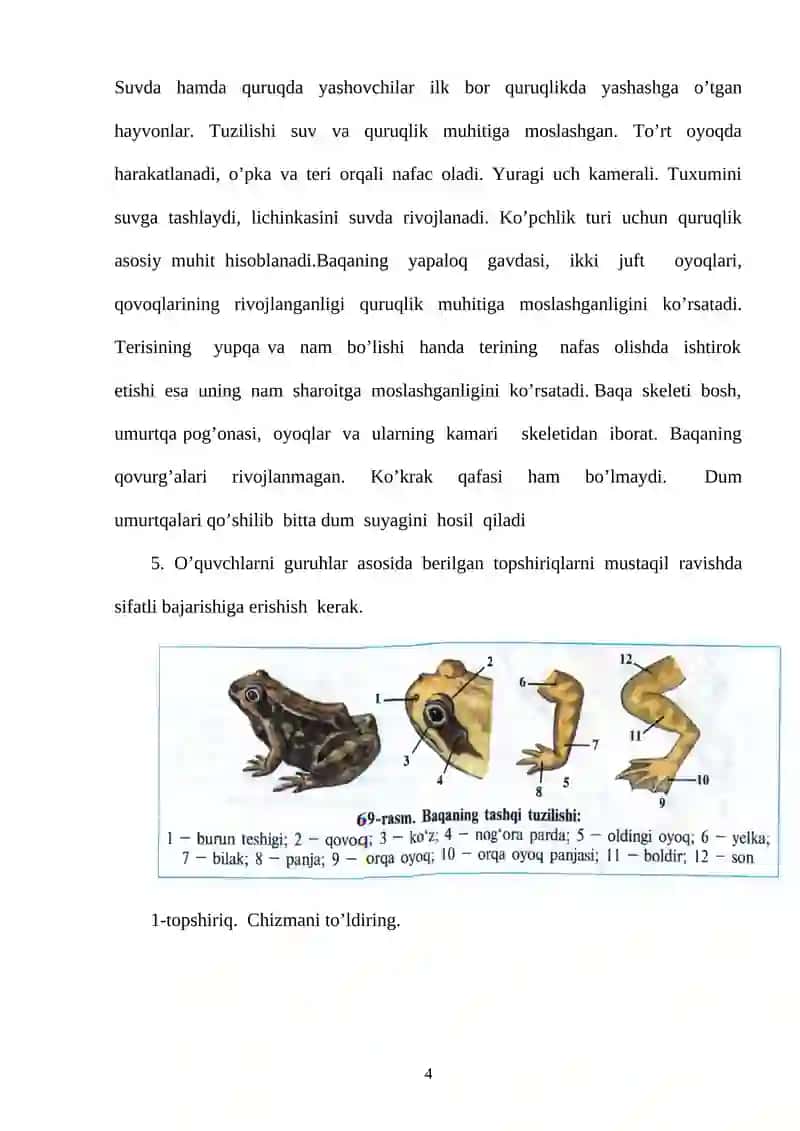 Dars ishlanmasi "Suvda va quruqlikda yashovchilarning yashash muhiti. Ko’l baqasining tashqI tuzilishi, skeleti va muskullari" 4