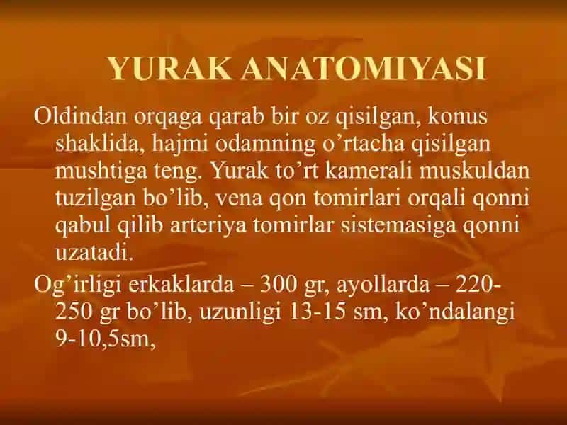 YURAK ANATOMIYASI 4