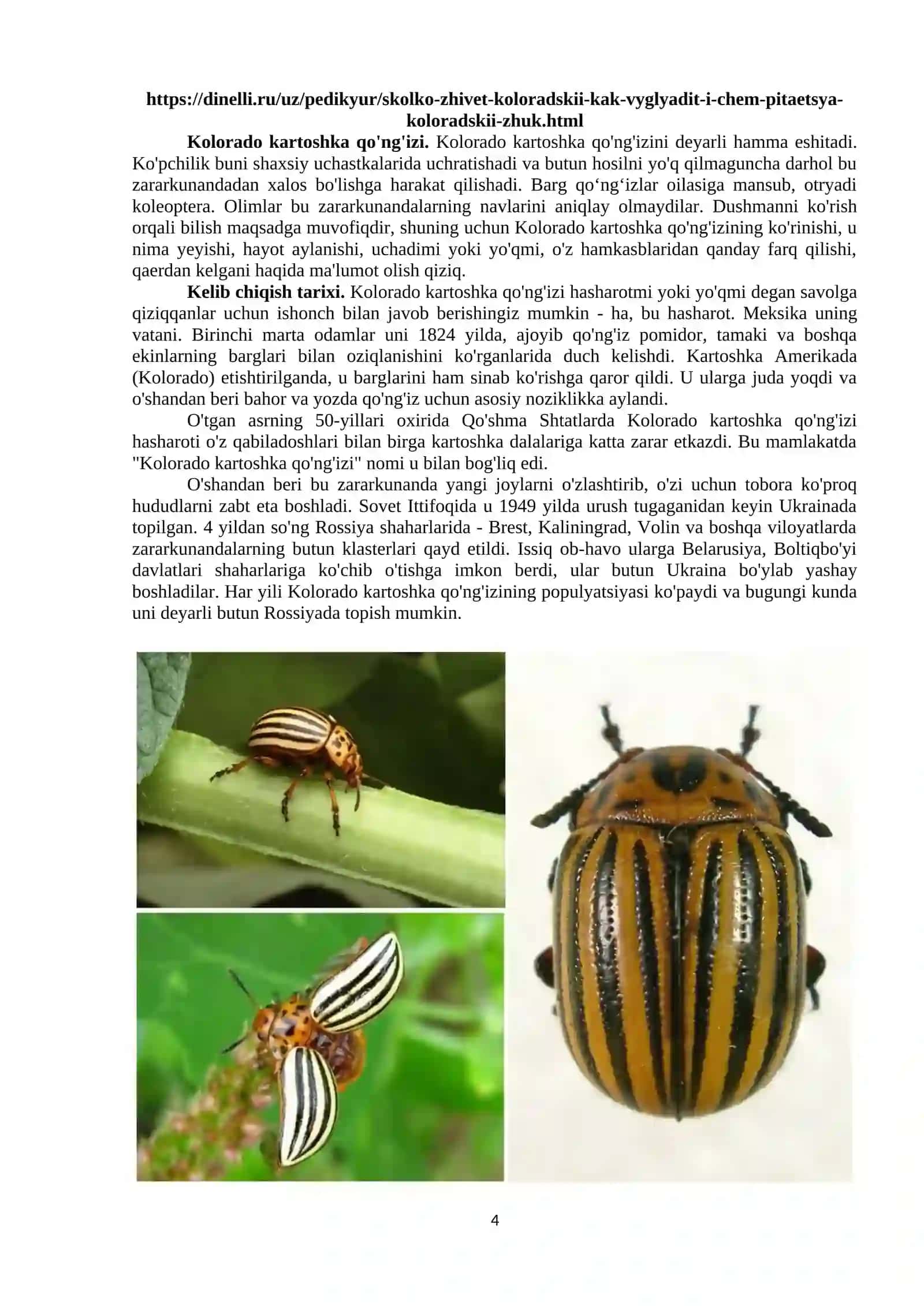 Kolorado qo'ng'izi rivojlanishi 4