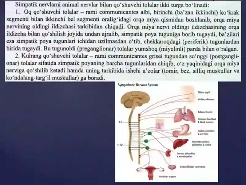 Vegetativ nerv tizimining simpatik-va parasimpatik qismi 4