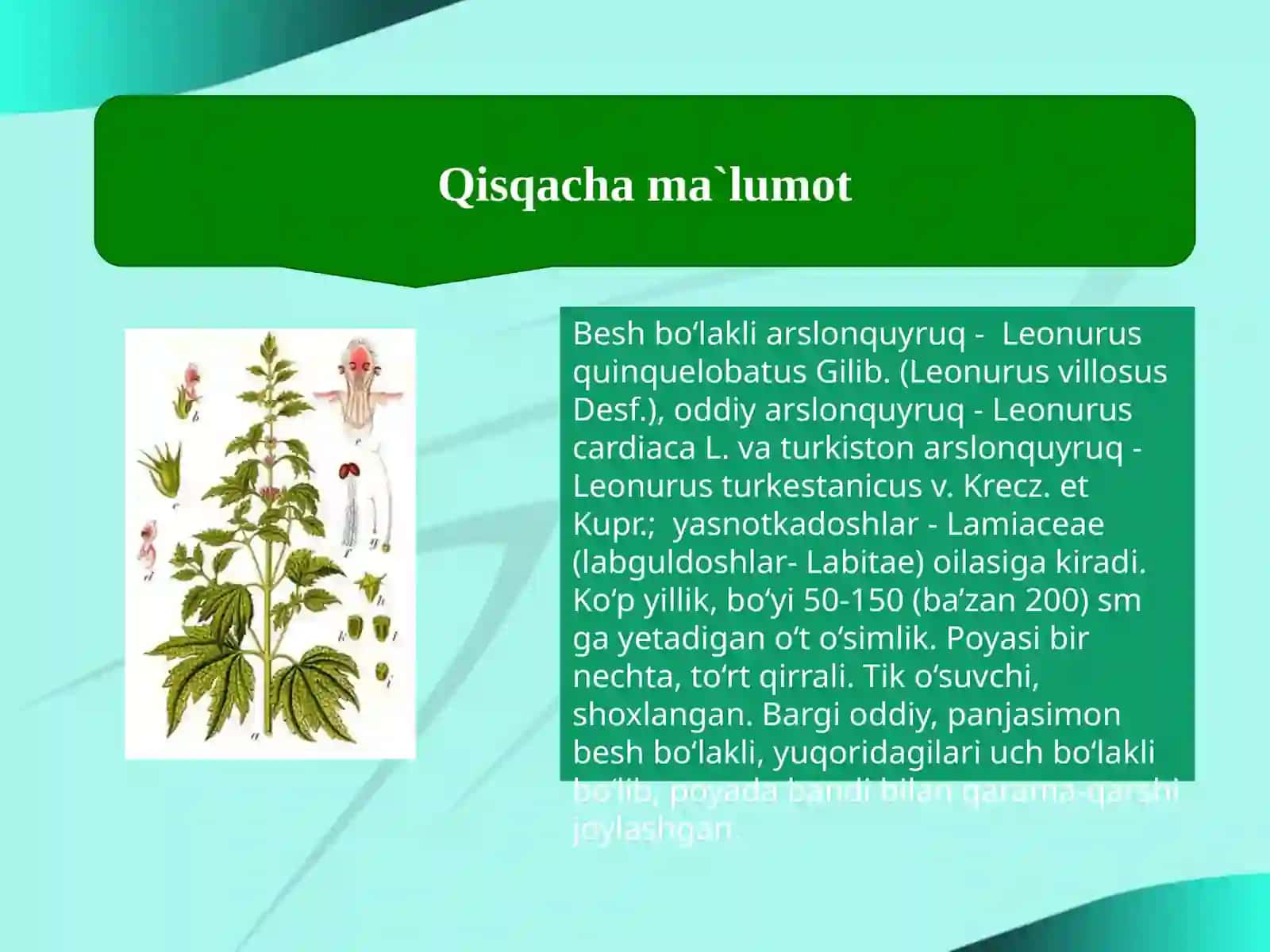 Beshbo’lakli arslonquyruq—Leonurus quinquelobatus 4