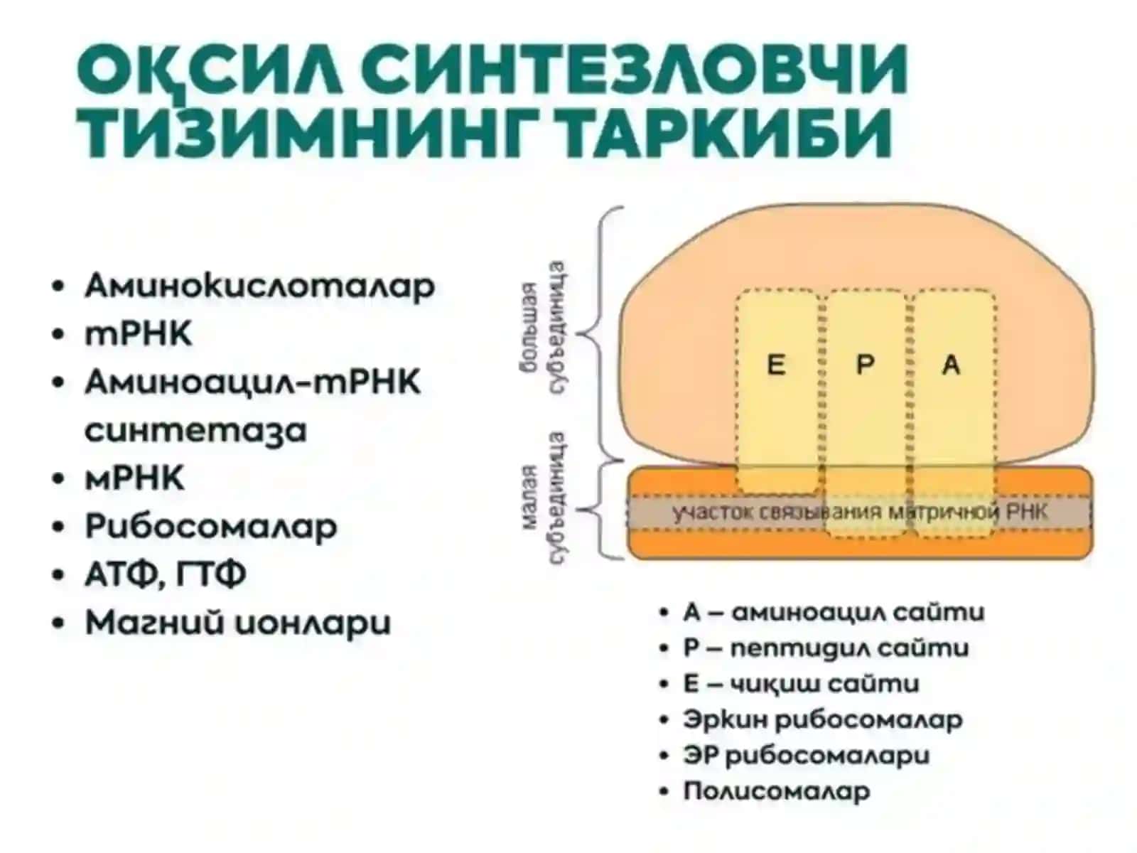MOLEKULYAR BIOLOGIYA GENETIK KOD 4