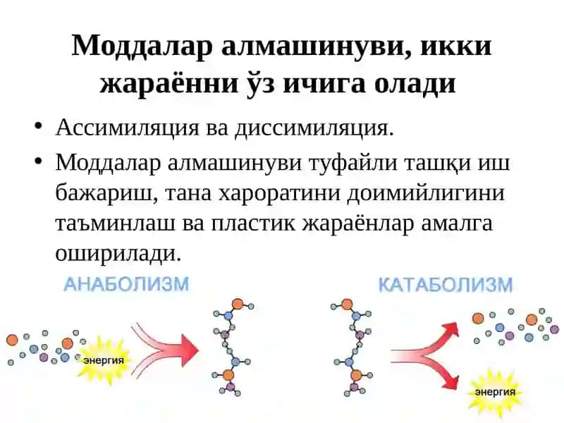 Болаларда модда алмашинуви ва энергия алмашинуви 4
