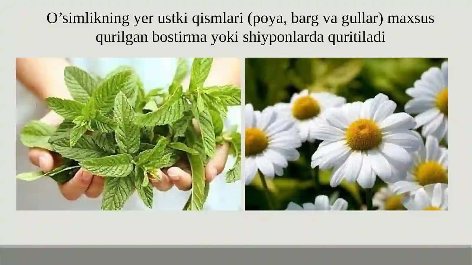DORIVOR O’SIMLIKLAR XOM ASHYOSINI QURITISH USULLARI 4