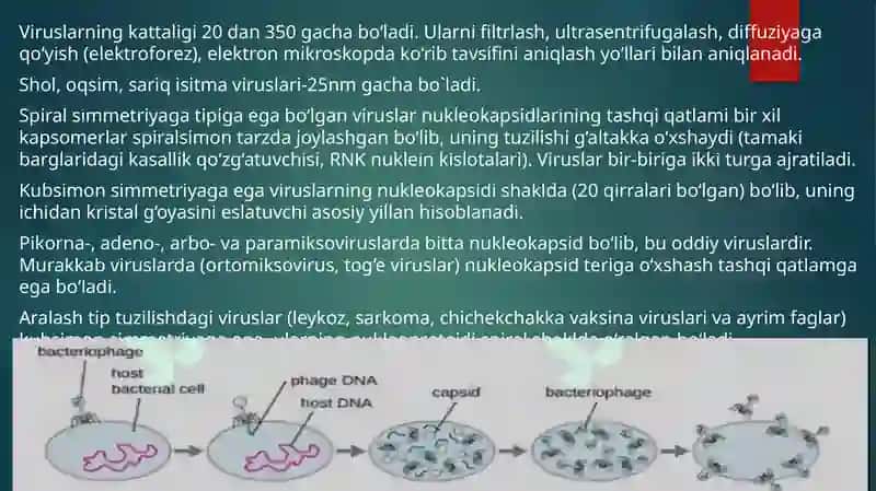 Umumiy virusologiya:strukturasi, morfologiyasi, reproduksiyasi, kimyoviy tarkibi. Bakteriofag.Viruslarni ajratib olish usullari. Viruslarni indikatsiya va identifikatsiya qilish usullari. Viruslar keltirib chiqaruvchi yuqumli kasalliklarga tashxis qo`yish usullari. 4