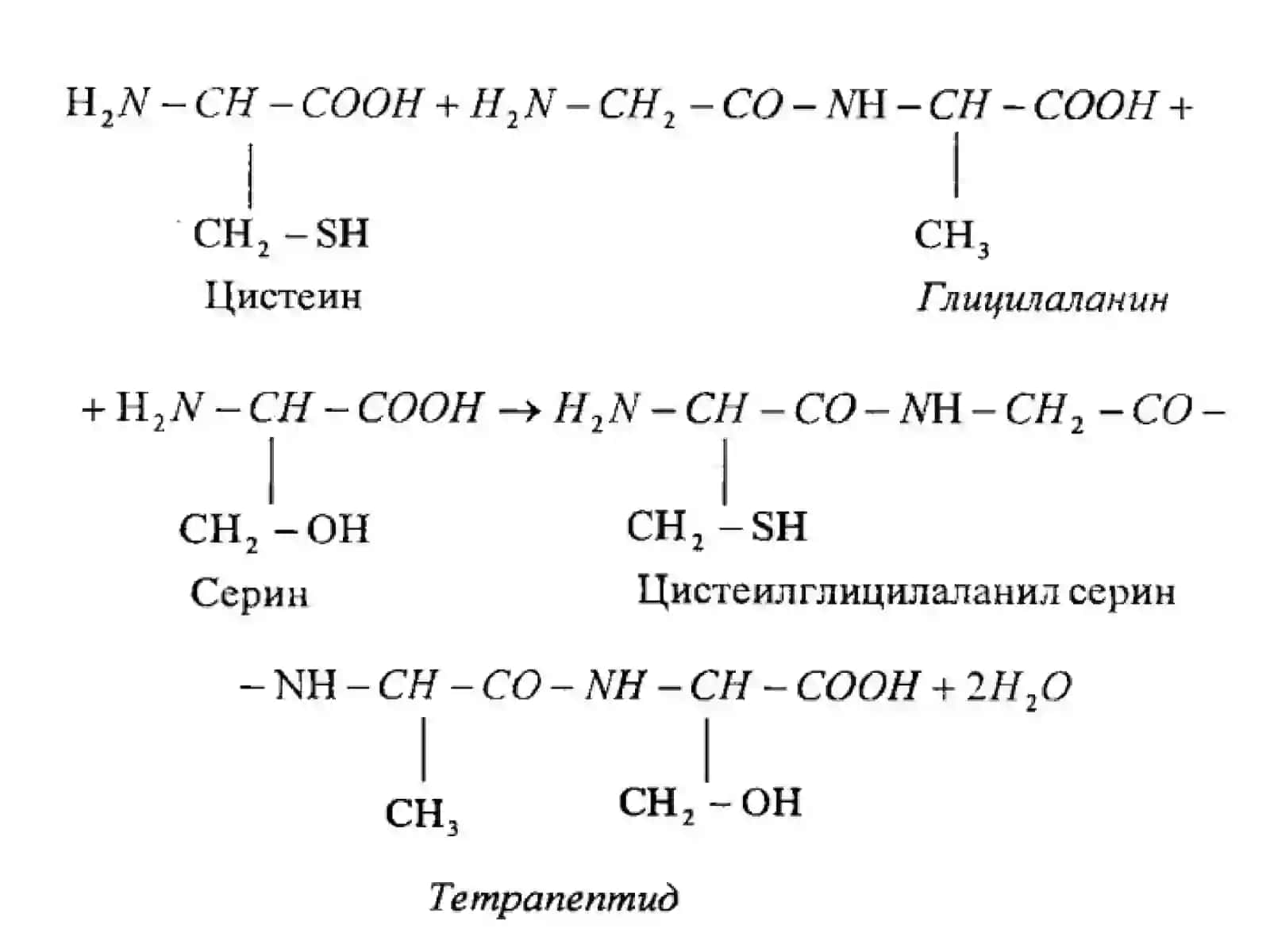 Peptidlar haqida tushunchalar va ularning fiziologik ahamiyati 4