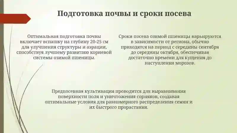 Технология выращивания осенней пшеницы 4