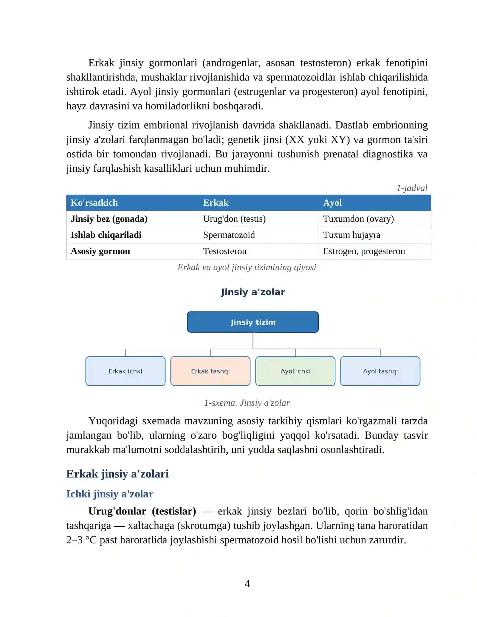 Erkak va ayol jinsiy a'zolari anatomiyasi 4