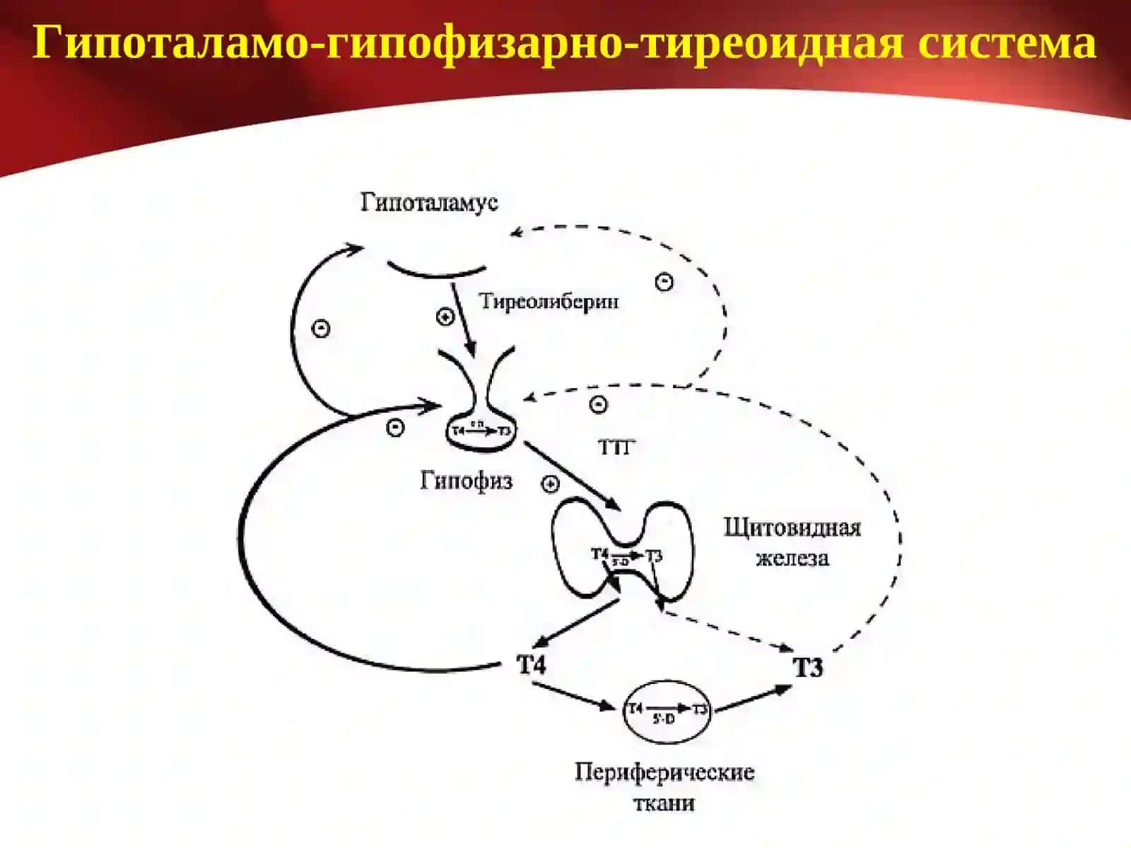 Тиреоидные гормоны 4