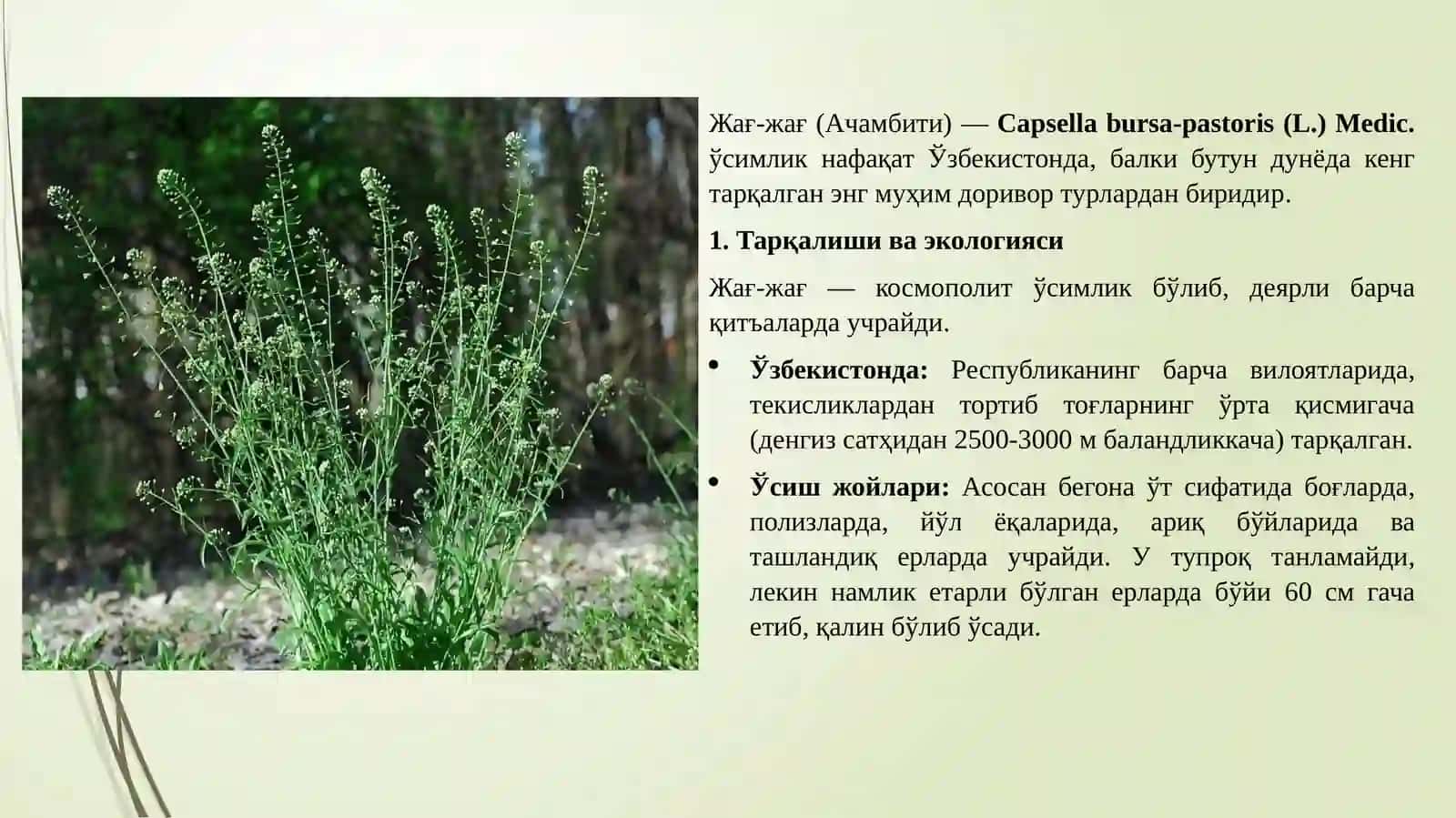 Табиий доривор ўсимликлар ва уларнинг шифобахшлик хусусиятлари. Бир йиллик табиий доривор ўсимликлар мисолида. 4