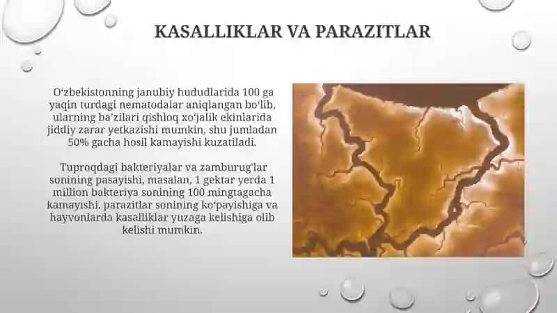 Tuproq mikroorganizmlari va hayvonlar orasidagi munosabatlar 4