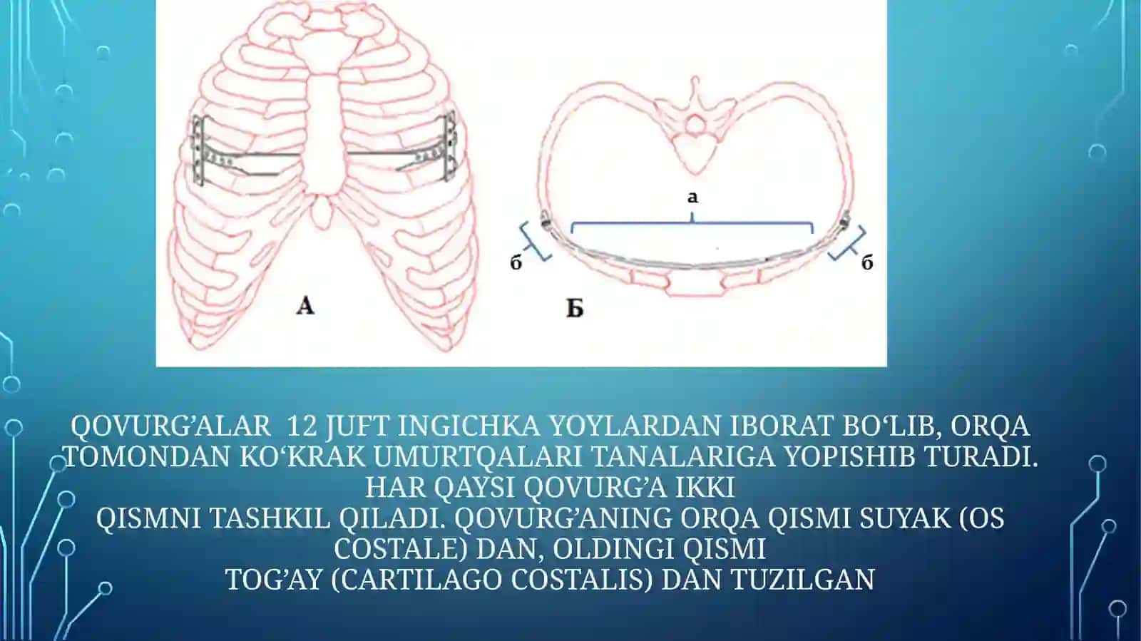 Qovurg’alar, to’shsuyagi, O’mrovvako’krakqafasi, ularning yoshgadoir xususiyatlari 4