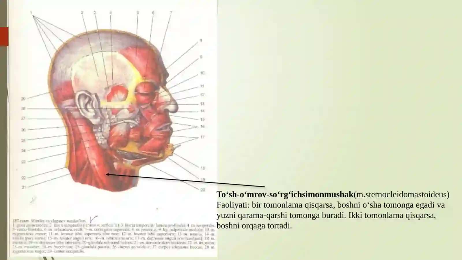 Bo‘yinmushaklari va fassiyalari 4